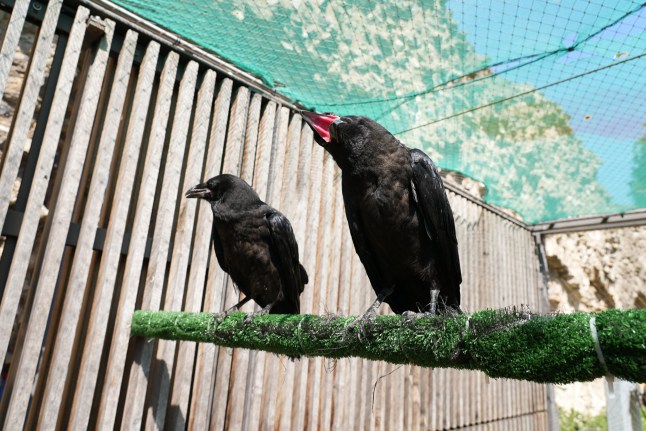 Two raven chicks have been given a home at the Tower of London in accordance with a legend about the safety of the kingdom. The five-week-olds named Henry and Poe, which are already almost at full size, are getting used to life in their new surroundings. They will spend the next few weeks getting used to their new home before they venture out of the enclosure and begin to explore the Tower. Their arrival is highly symbolic because King Charles II is said to have decreed that if the ravens ever leave the Tower then the kingdom and the monarch will fall, and six must be present in the stronghold at all times. The new arrivals take the total number to eight and come after the Metro revealed last year how one of the birds met a grisly end when he caught his head in a cage and was killed by his fellow birds.