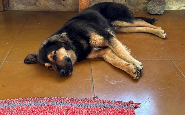 Paddington the dog. Photo released June 16 2025. A British backpacker raised ?18k to bring a stray dog back from Peru after it stayed outside her cabin all night and refused to leave her side. Mirelle Radley, 29, was travelling through South America with her cousin, Adam Radley, 40, an energy and sustainability facilitator, in April 2025 when the pair stopped at a village called Ollantaytambo. While Mirelle was laying in a hammock reading, she felt something nip her and noticed a stray - which they believe to a shepherd-mix - wanting her attention. Mirelle instantly fell in love with the pooch - who followed her around for the rest of her trip - and affectionately named him Paddington after the fictional bear from the same country.